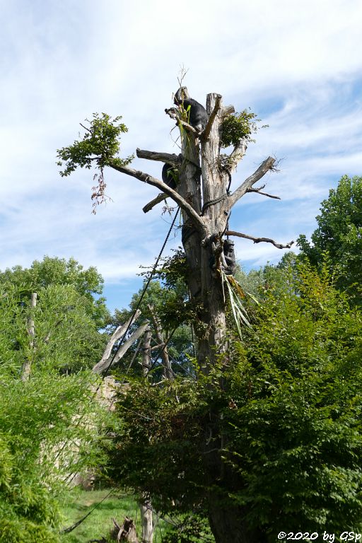 Ostafrikanischer Schimpanse