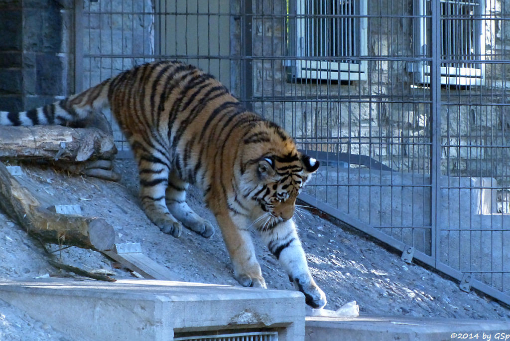 Sibirische Tigerin, geb. am 10.08.13