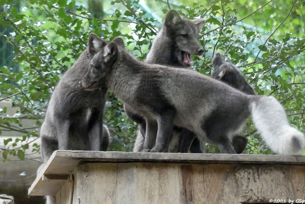 Polarfuchs (Eisfuchs, Blaufuchs)