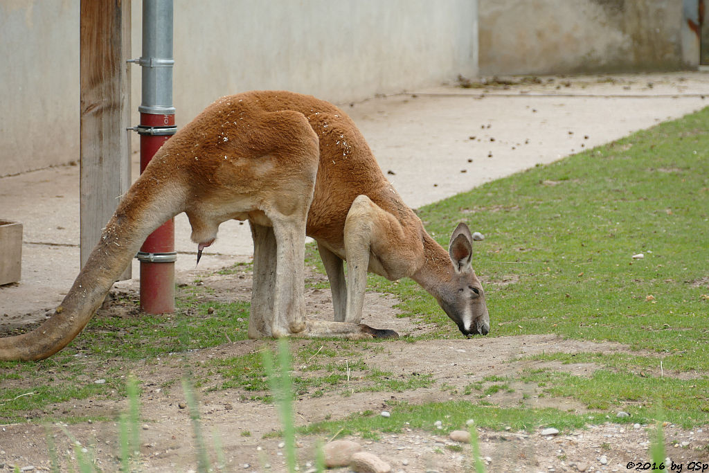 Rotes Riesenkänguru