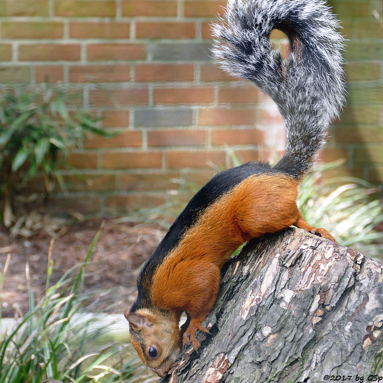 Rotflanken-Bunthörnchen (Rotflanken-Baumhörnchen)