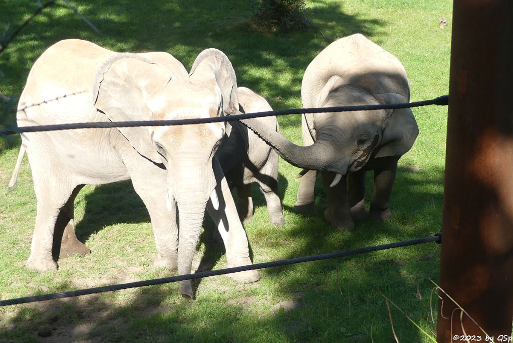 CRISTINA, NECO, KARIBA