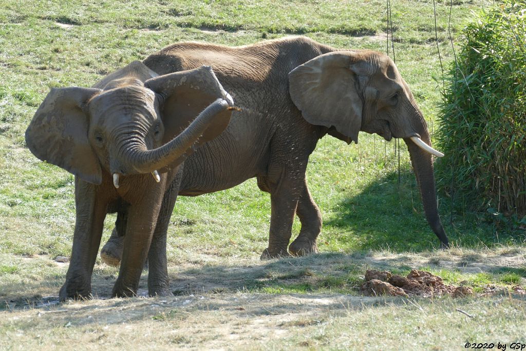 KARIBA, LILAK