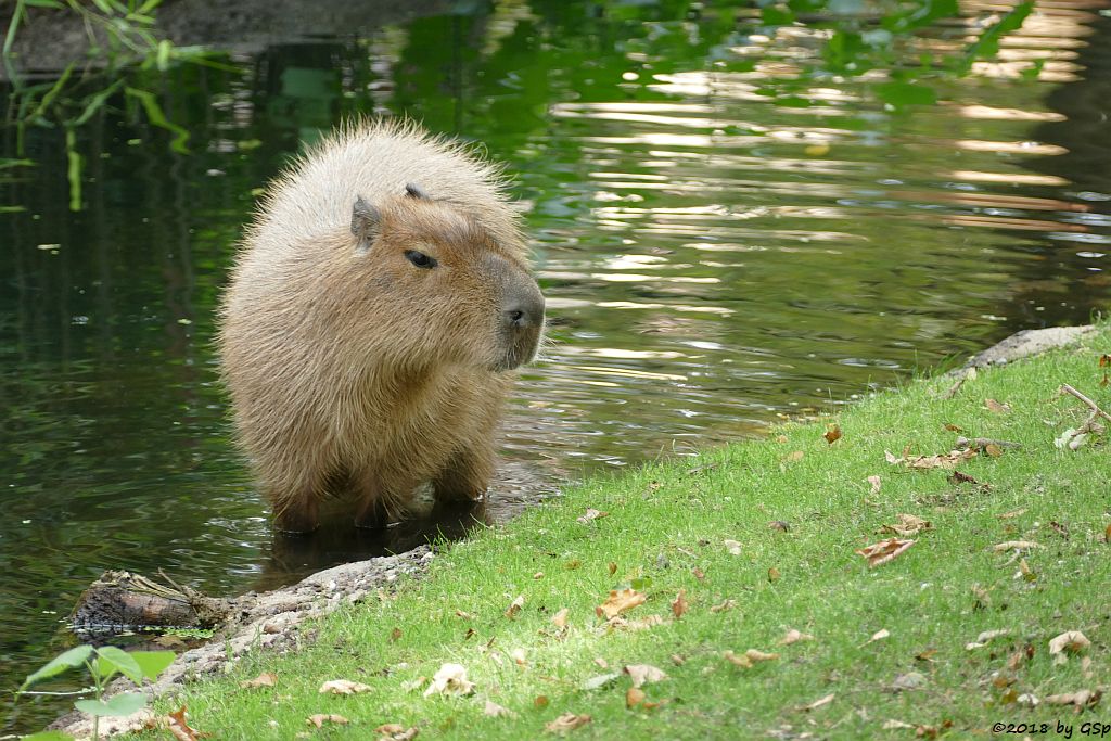 Wasserschwein (Capybara)