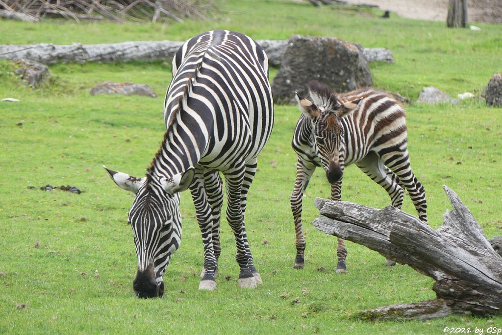 Böhm-Steppenzebra (Grant-Zebra) HELENA mit Tochter BAKARI, geb. 21.8.21