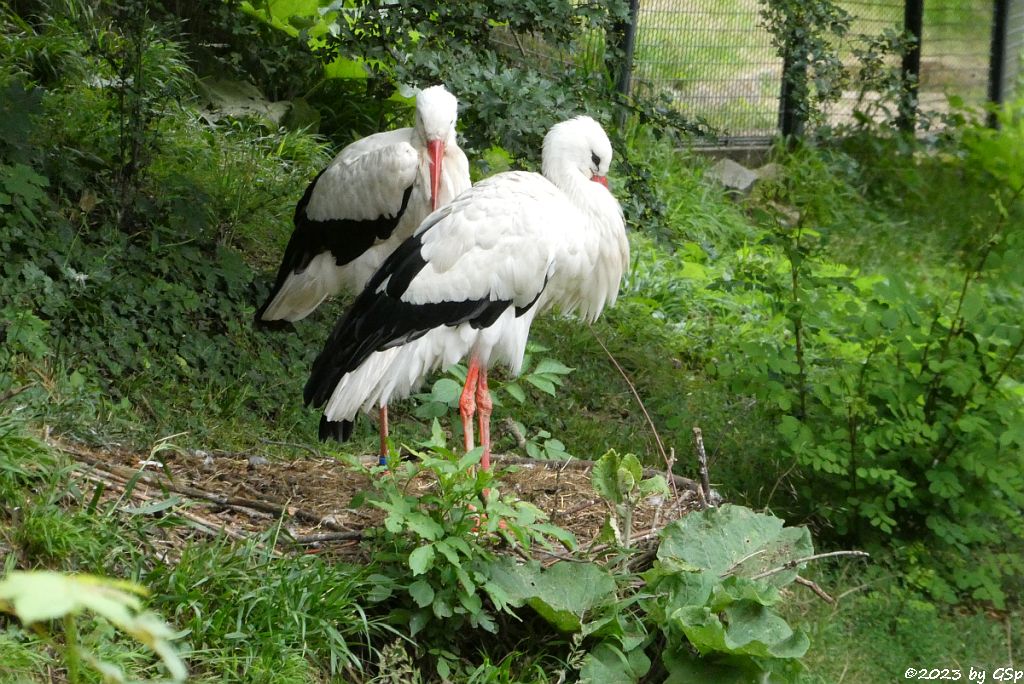 Weißstorch