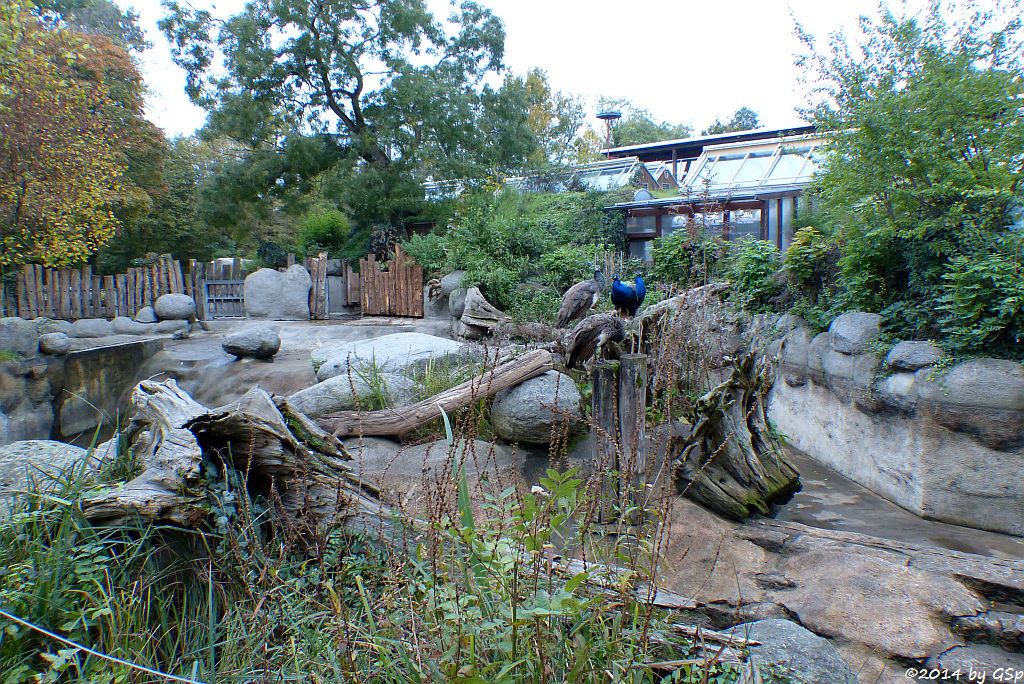 Flusspferd-Außenanlage, Blauer Pfau