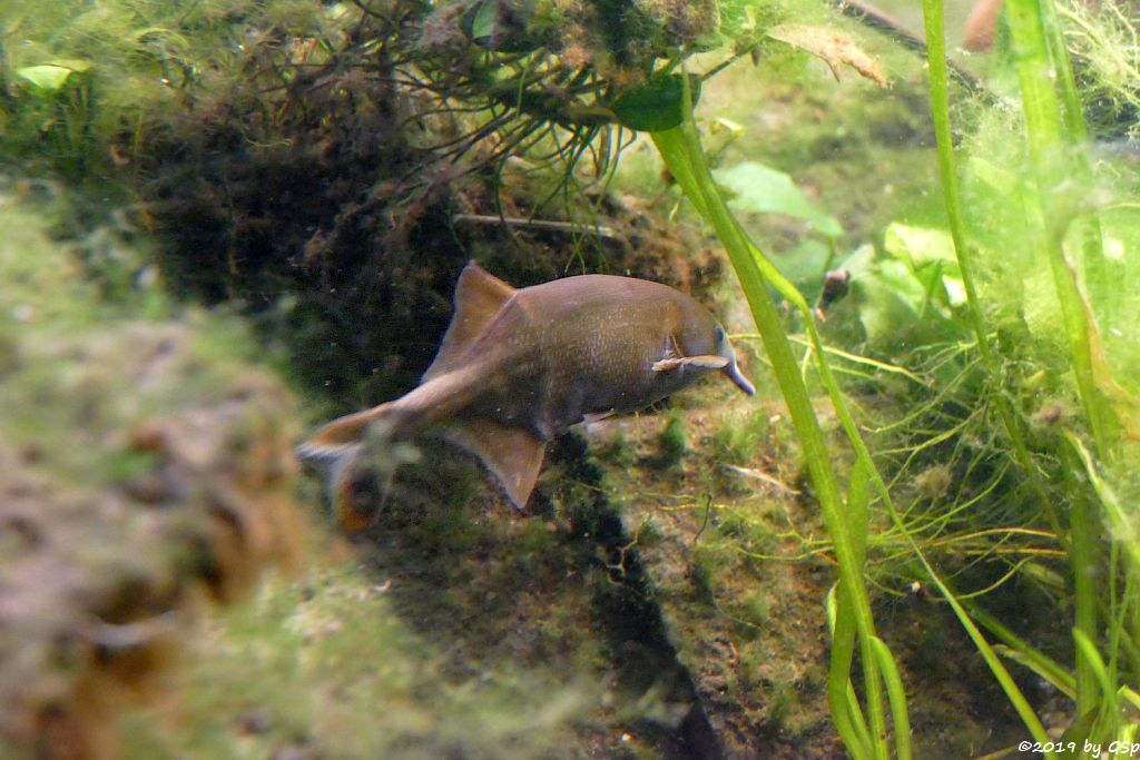 Elefantenrüsselfisch (Tapirfisch)