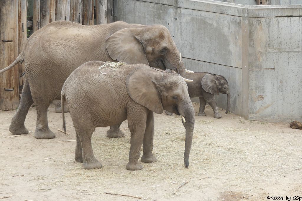 Elefanten Zoo Halle: TAMIKA, TANA, SIMON