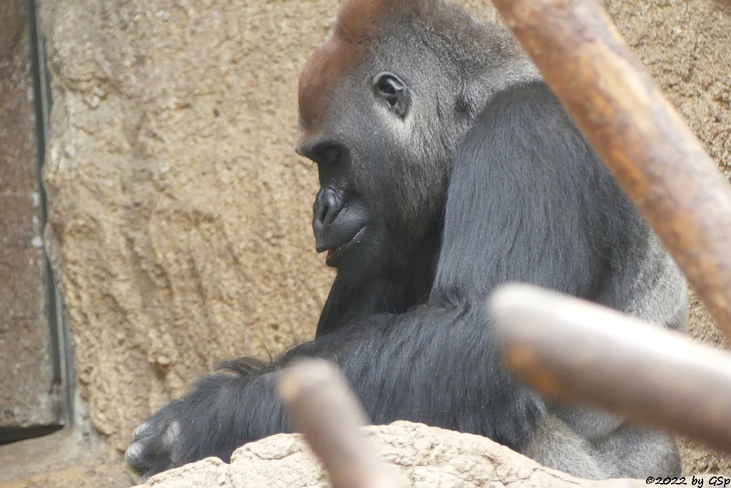 Westlicher Flachlandgorilla