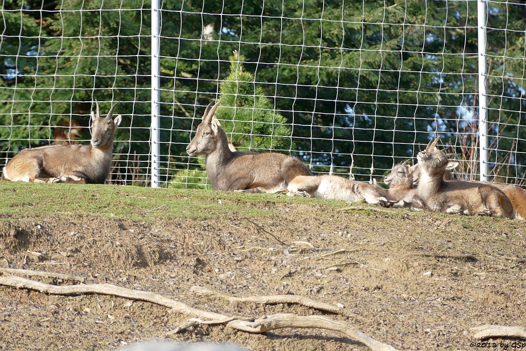 Alpensteinbock