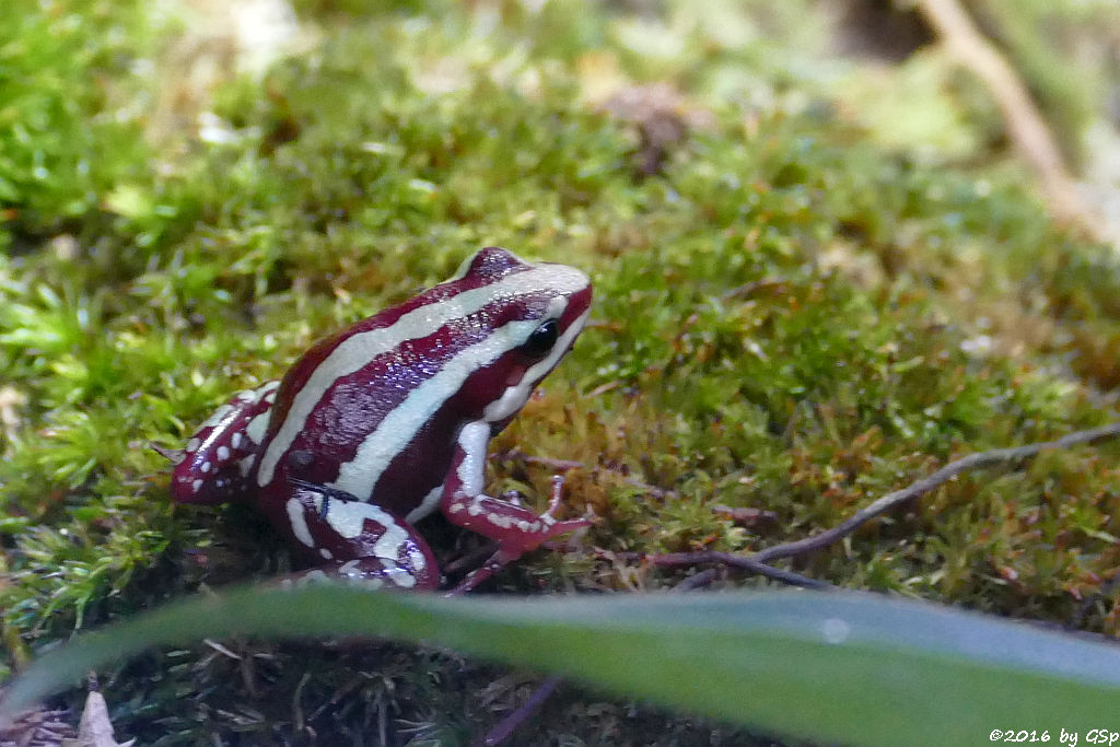 El-Oro-Blattsteiger (Dreistreifen-Baumsteigerfrosch)