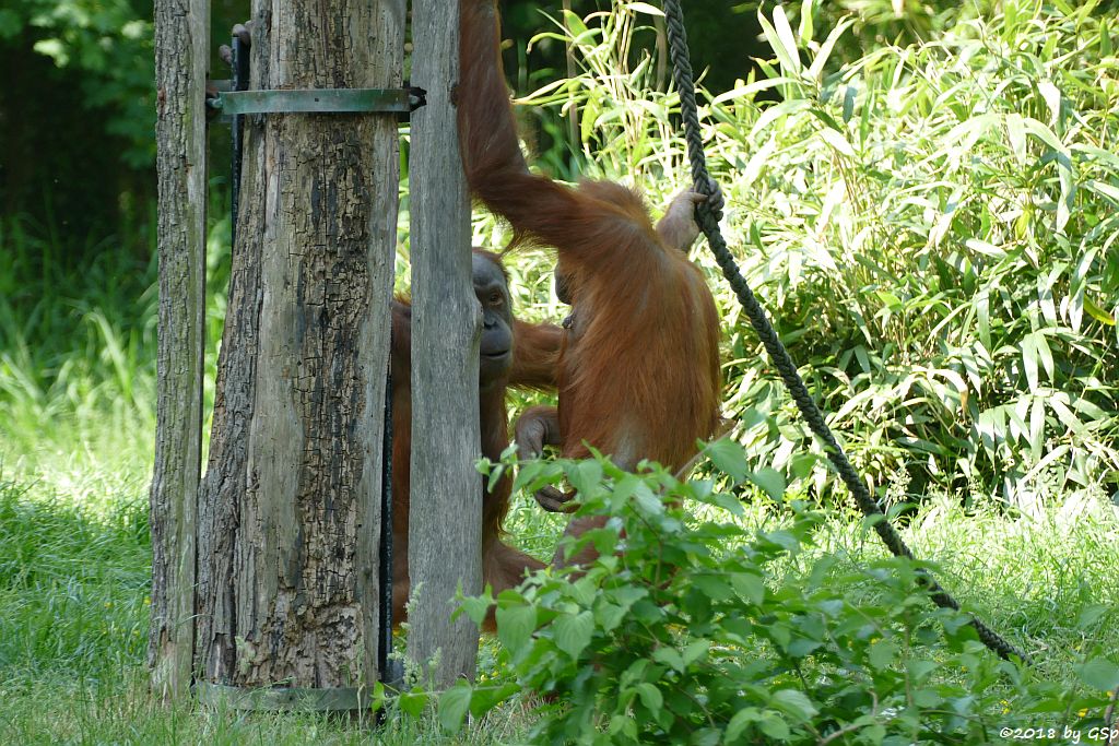 Sumatra-Orang-Utan