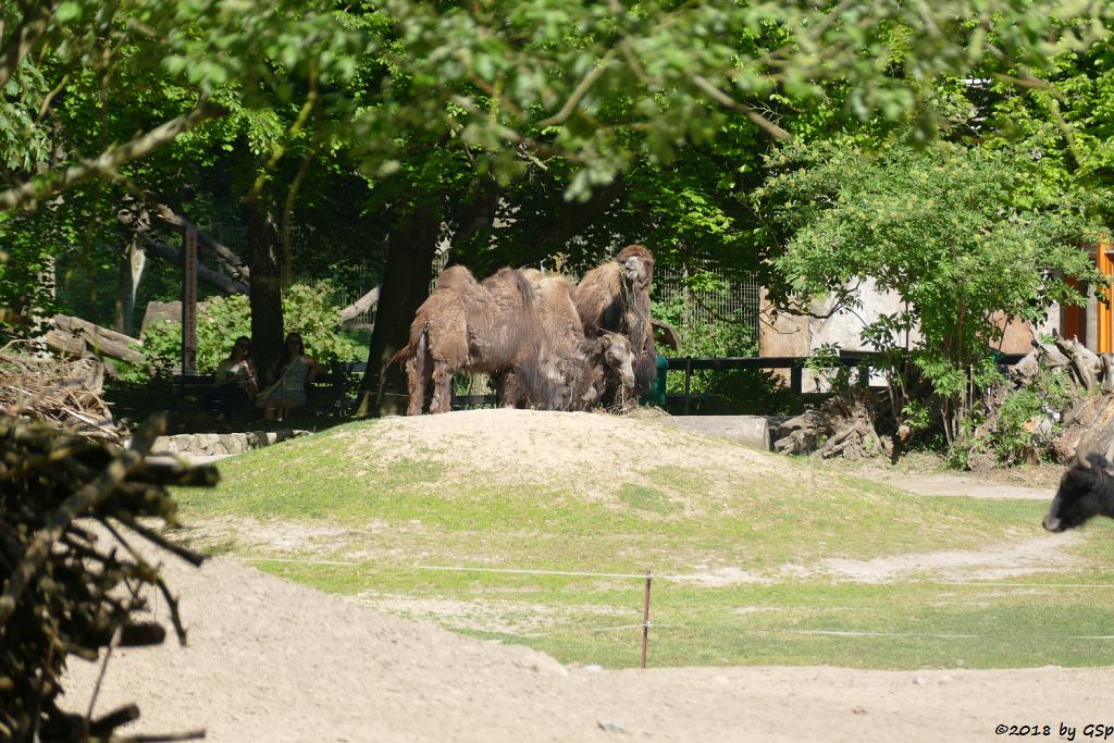 Trampeltier (Zweihöckriges Kamel, Hauskamel)