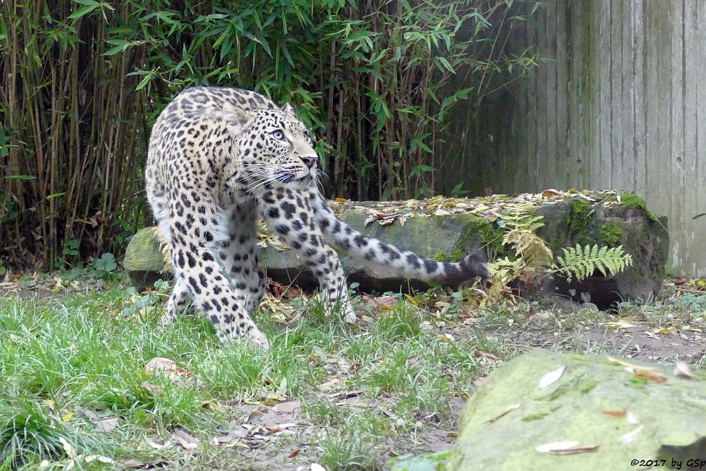 Nordpersischer Leopard (Afghanischer Leopard)