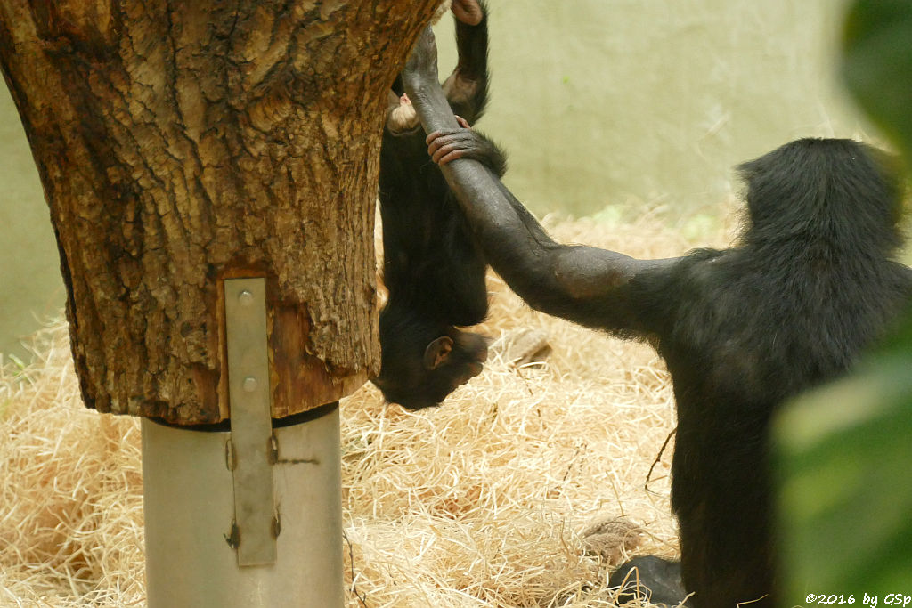 Bonobo BINA, geb. am 3.4.15 (1 Jahr alt)