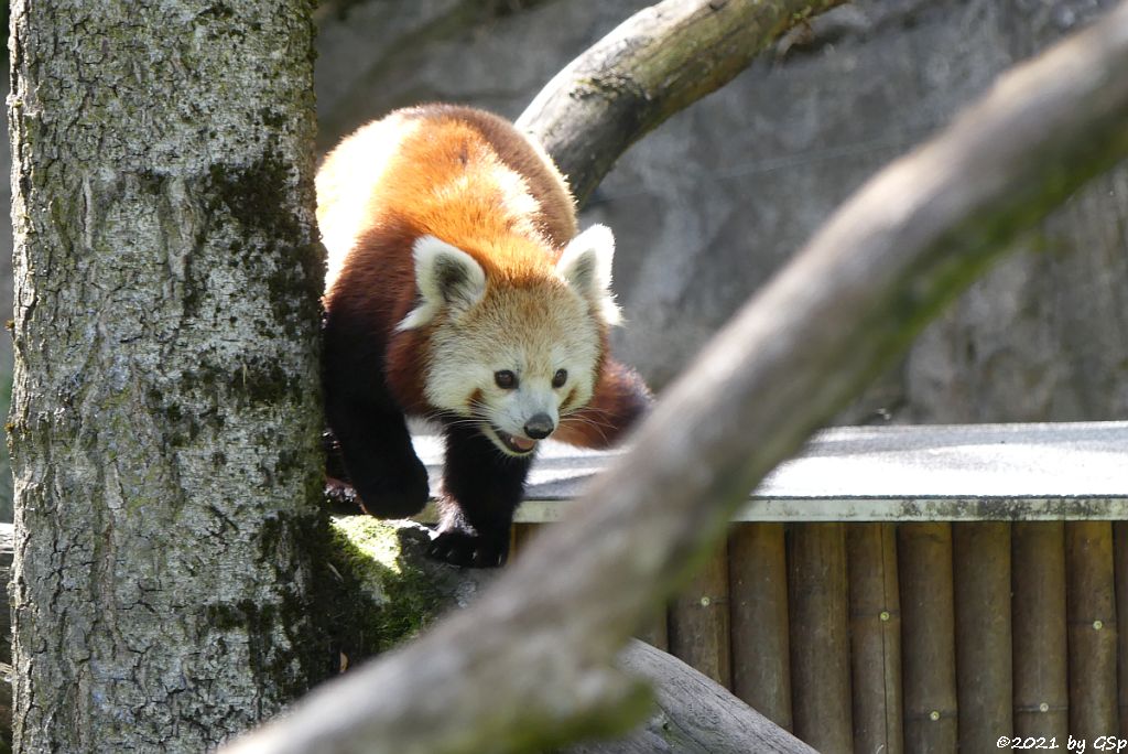 Westlicher Kleiner Panda (Westlicher Katzenbär, Nepalesischer Roter Panda)