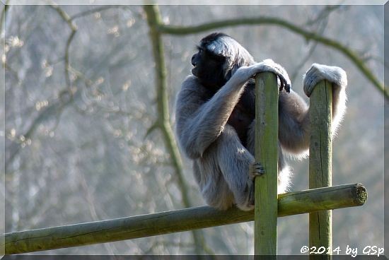 Gibbon-Mischling