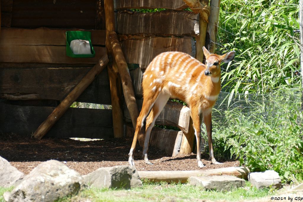 Westliche Sitatunga, Jungtier geb. 16.05.19