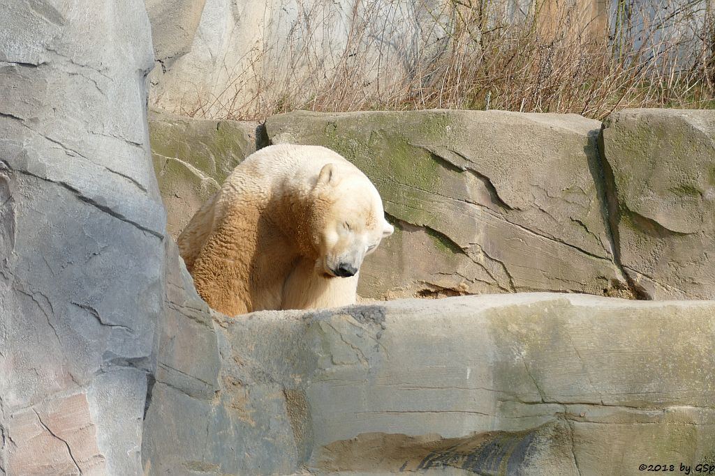 Eisbär (Polarbär)