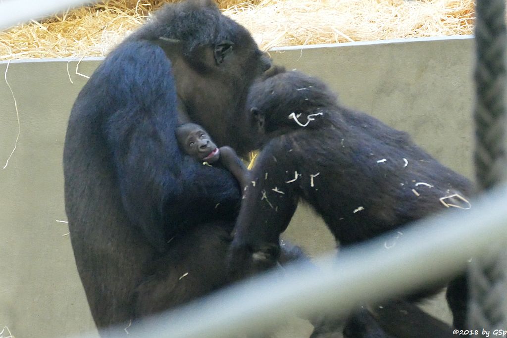 Flachlandgorilla TUANA mit Jungtier, geb. 11.1.18 (2 Wochen alt)