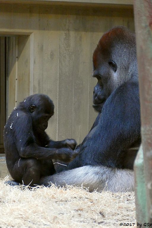 Flachlandgorilla