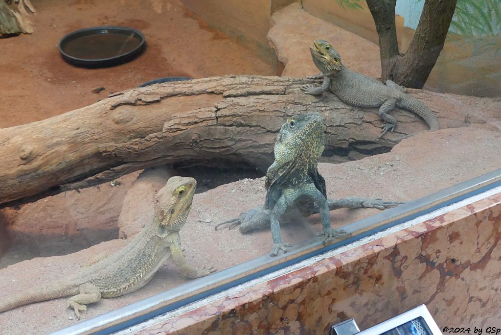 Bartagame (Westliche Bartagame, Streifenkopf-Bartagame), Kragenechse (Kragenagame)