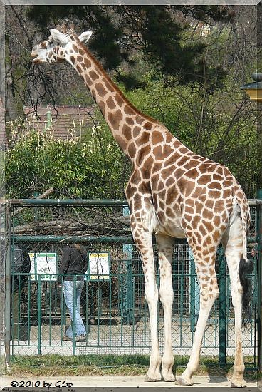 Rothschild-Giraffe