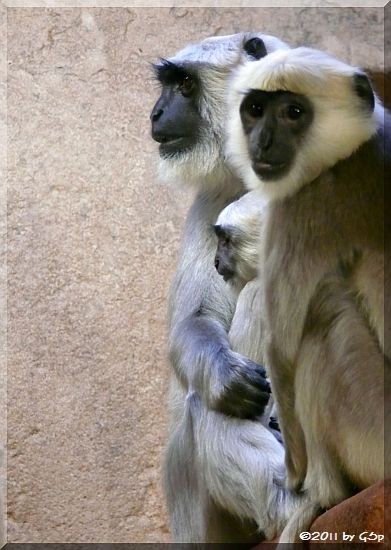 Hulman (Hanuman-Langur)