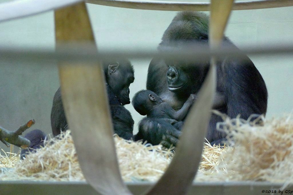 Flachlandgorilla TUANA mit Jungtier, geb. 11.1.18 (2 Wochen alt)