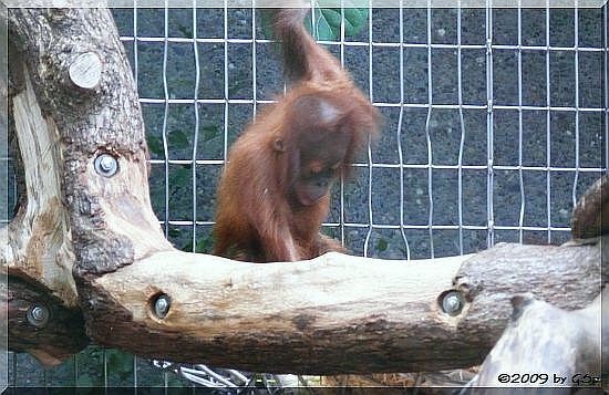 Sumatra-Orang-Utan