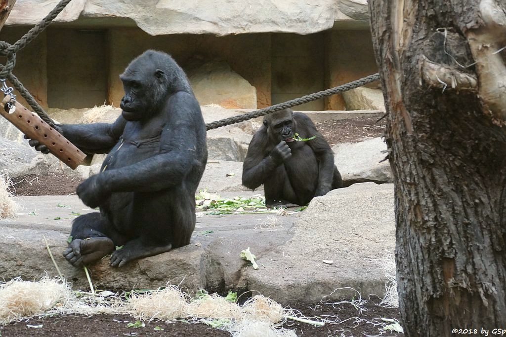 Flachlandgorilla