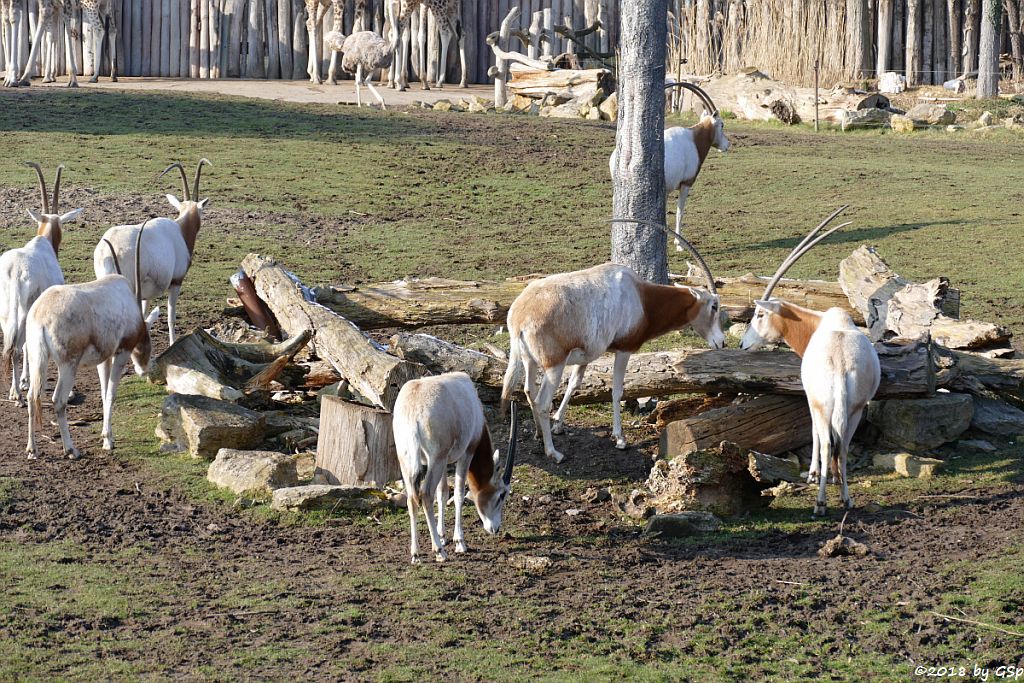 Säbelantilope , Nordafrikanischer Strauß (Nordafrikanischer Rothalsstrauß)