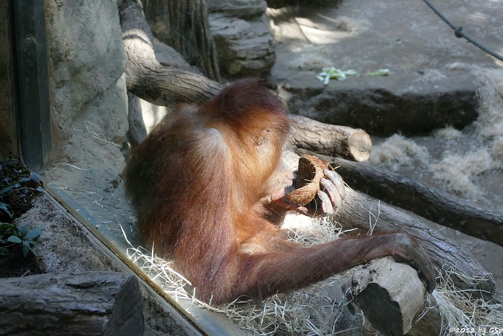 Sumatra-Orang-Utan SAYANG