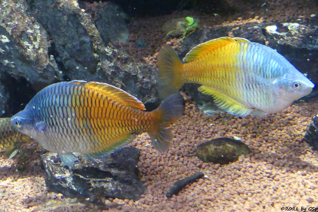 Harlekin-Regenbogenfisch (Boesemans Regenbogenfisch, Prachtährenfisch)