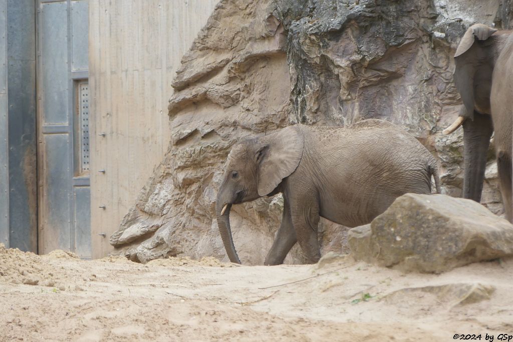 Elefanten Zoo Halle: ELANI