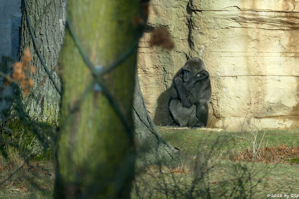 Flachlandgorilla TUANA mit Jungtier, geb. 11.1.18 (2 Wochen alt)