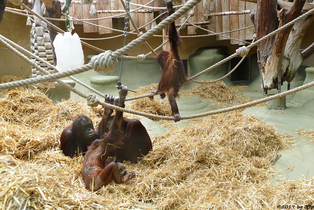 Borneo-Orang-Utan