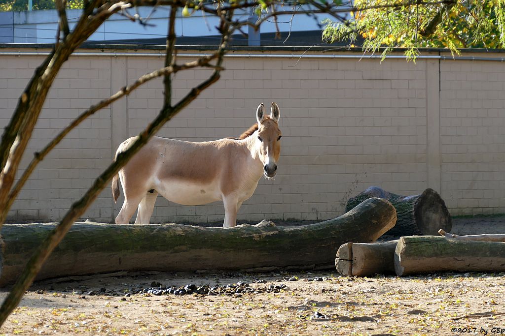 Onager (Persischer Halbesel)