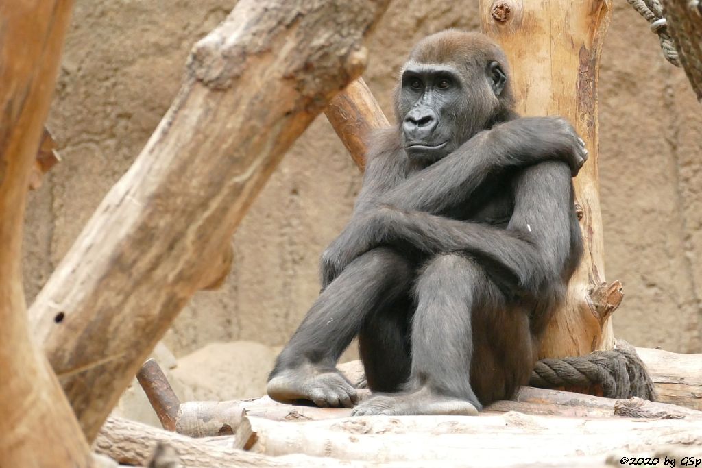 Westlicher Flachlandgorilla