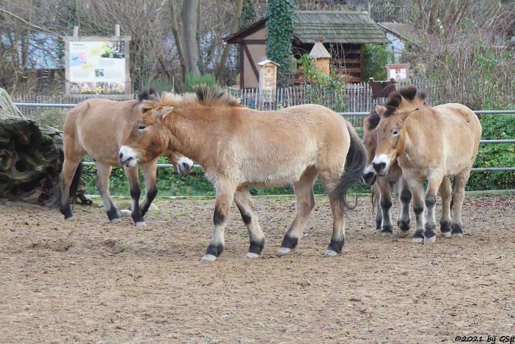 Przewalskipferd (Przewalski-Urwildpferd, Asiatisches Wildpferd)