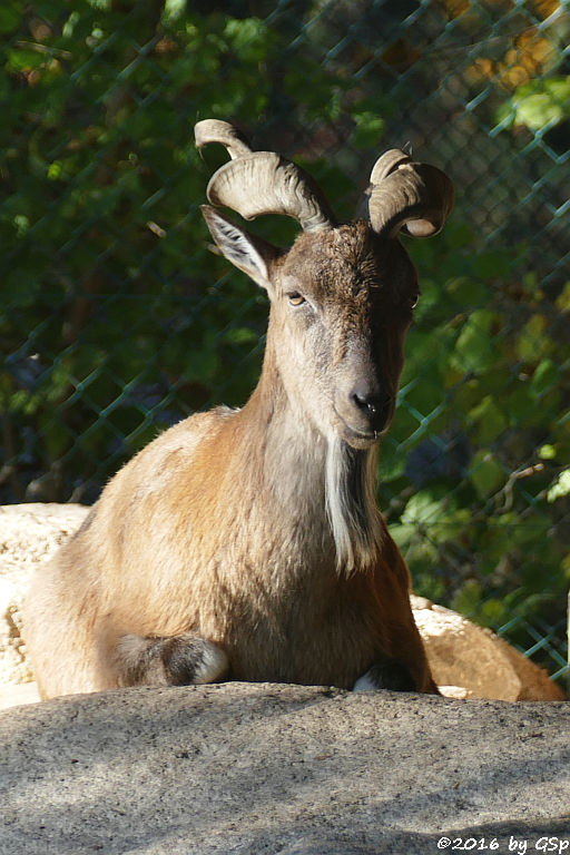 Bucharische Schraubenziege (Turkmenische Schraubenziege, Turkmenischer Markhor)