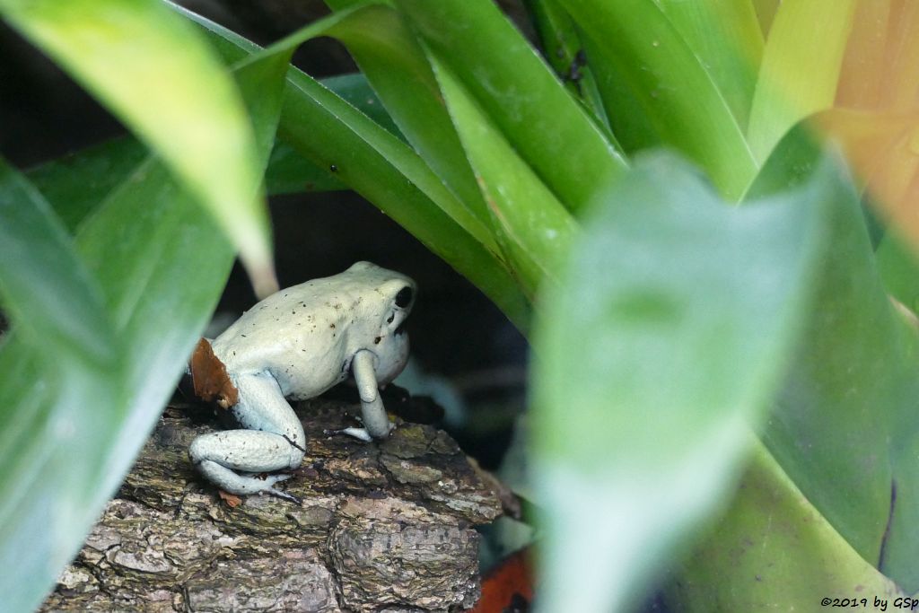 Goldener Pfeilgiftfrosch (Schrecklicher Pfeilgiftfrosch)