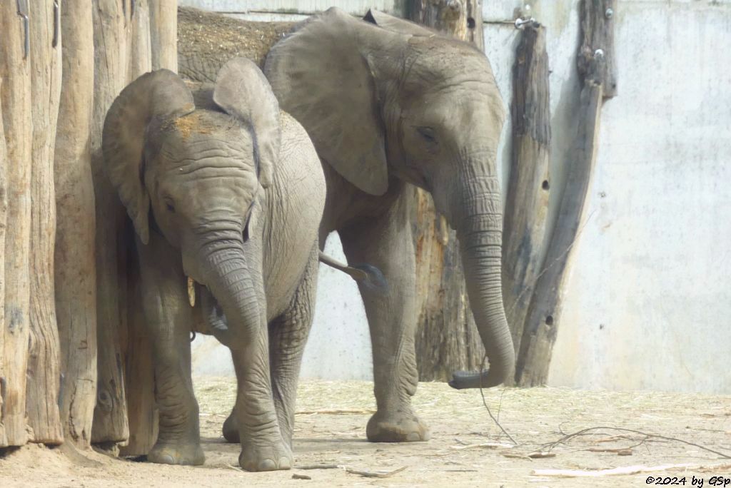 Elefanten Zoo Halle: ELANI, TAMIKA