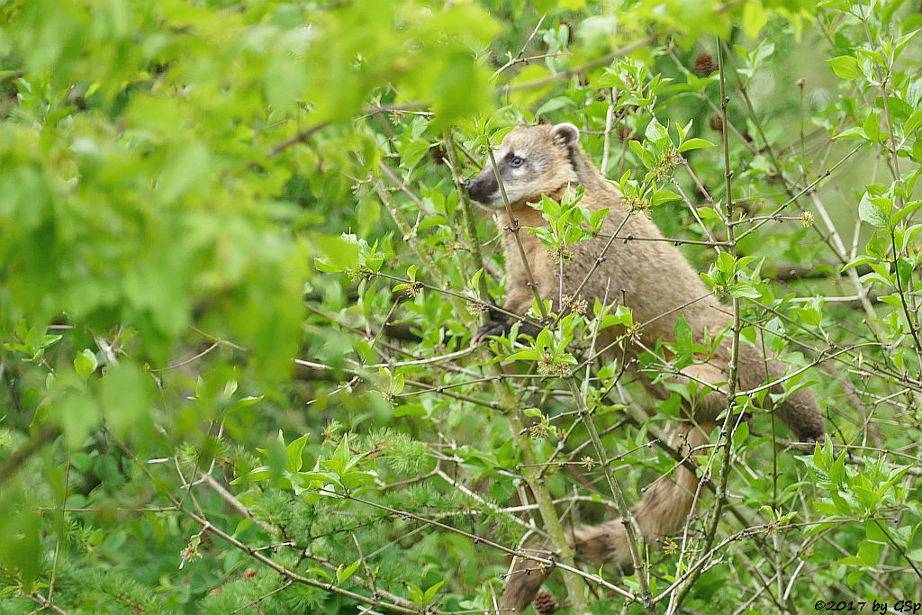 Roter Nasenbär (Gewöhnlicher Nasenbär, Südamerikanischer Nasenbär)