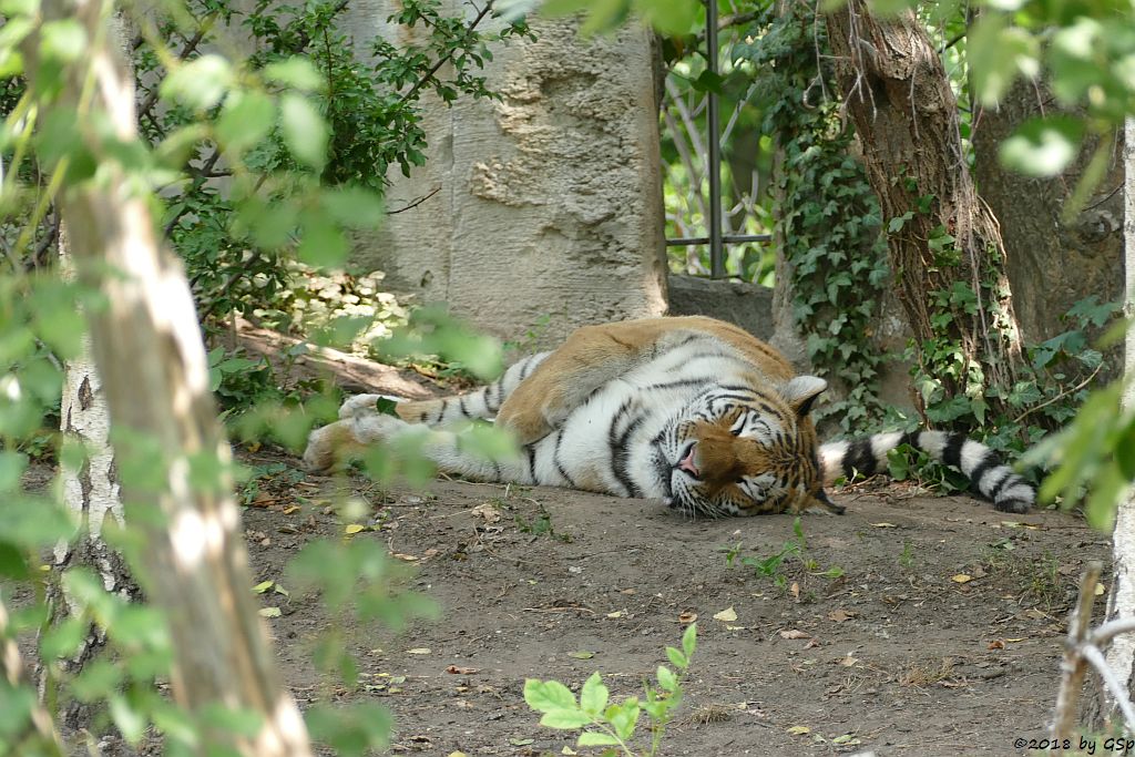 Amurtiger (Sibirischer Tiger, Mandschu-Tiger)