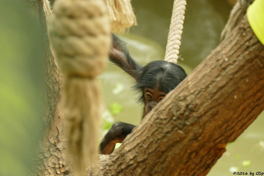 Bonobo BINA, geb. am 3.4.15 (1 Jahr alt)