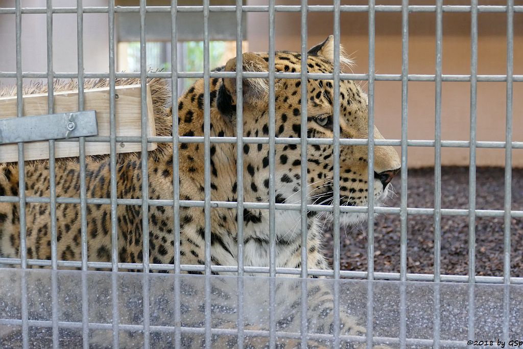 Nordpersischer Leopard (Afghanischer Leopard) AMAN, geb. 24.5.06 in Köln