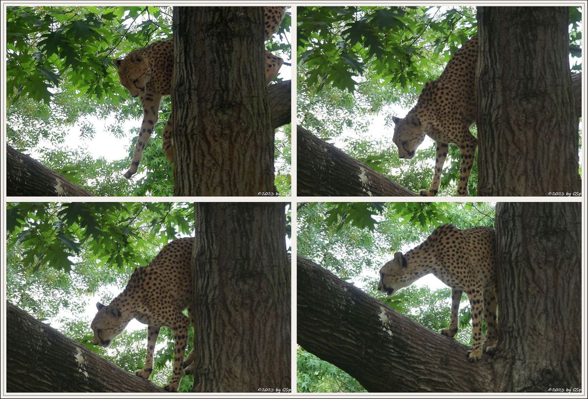 Südafrikanischer Gepard