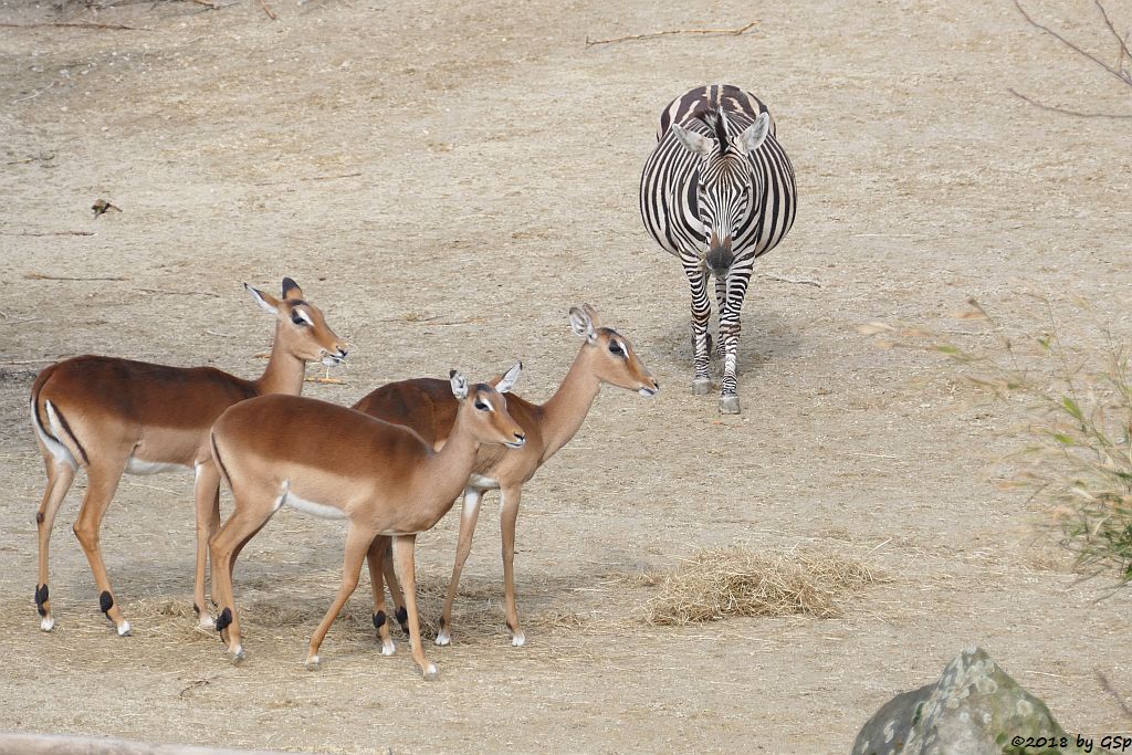 Gewöhnliche Impala (Schwarzfersenantilope), Elenantilope, Böhm-Steppenzebra (Grant-Zebra)